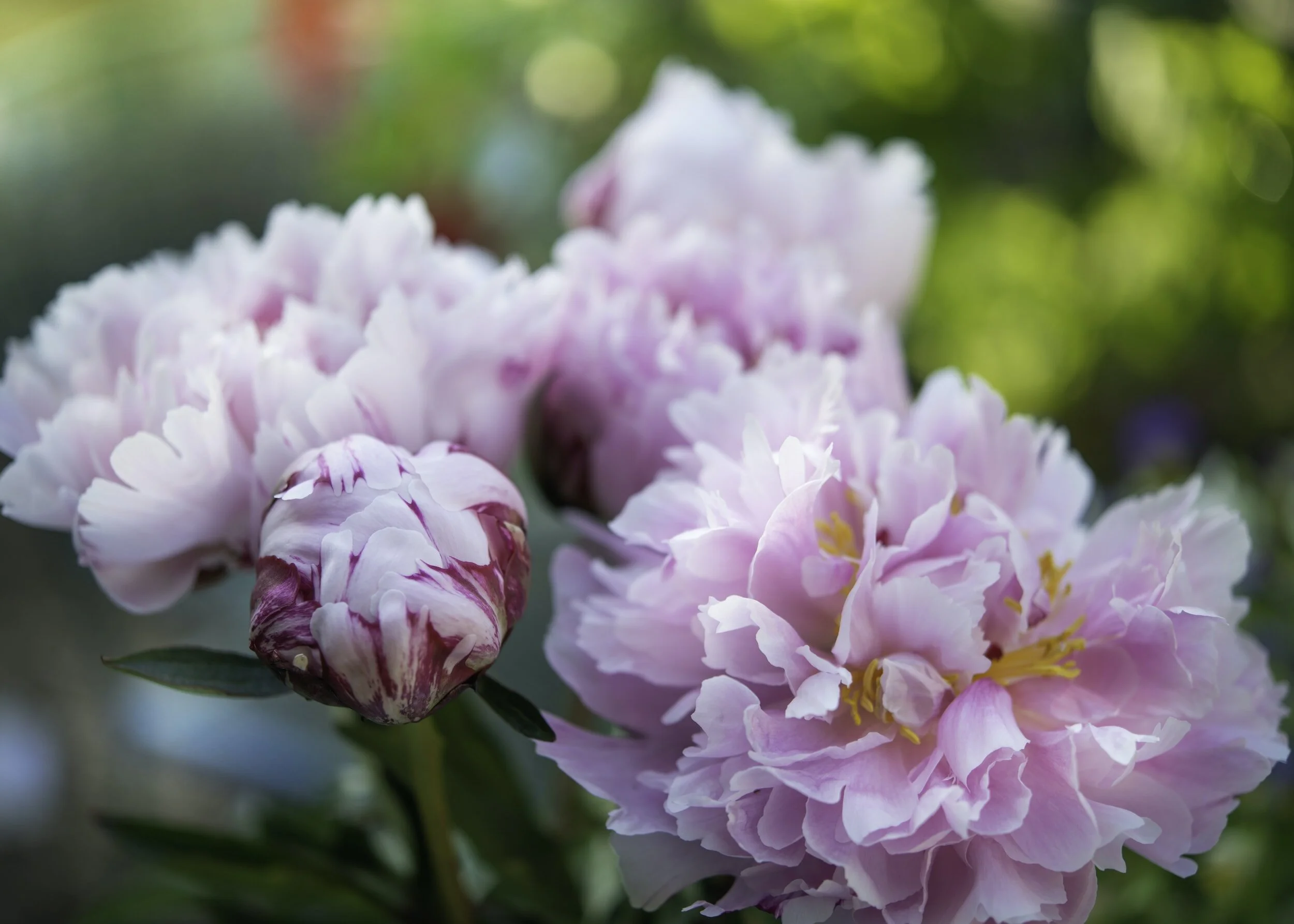 Growing peonies sale in pots